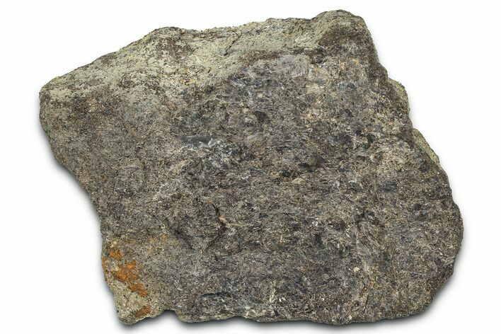 Ornithischian Dinosaur (Camptosaurus) Rib Section - Wyoming #378322